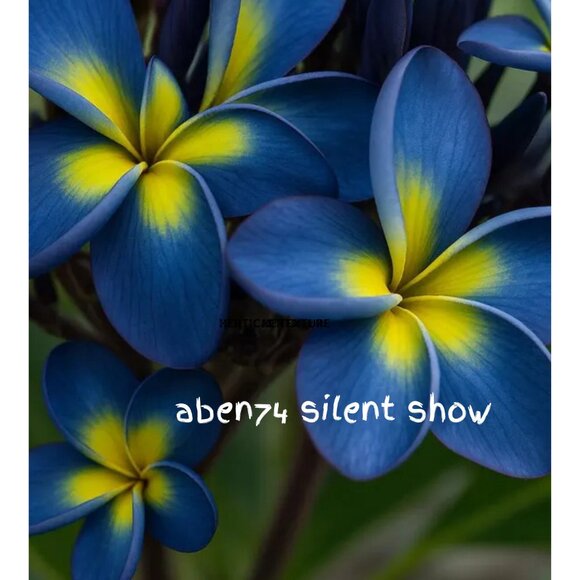 Silent Show Flyer - Picture 1 of 1